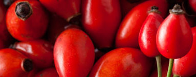 Šipkovo olje (Rosa canina)